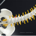 Chine modèle de colonne vertébrale anatomique de l&#39;éducation grandeur nature de haute qualité